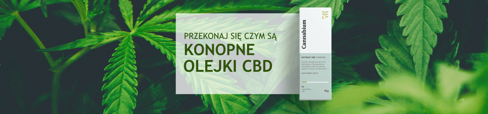 Na co pomogą Ci olejki CBD? Zobacz, dlaczego coraz więcej osób po nie sięga.